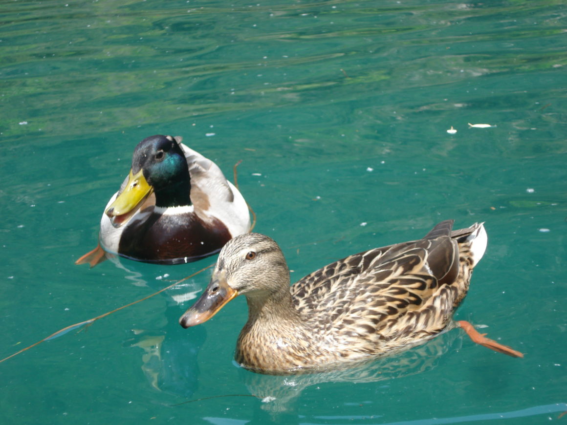 canoe col vert verdon